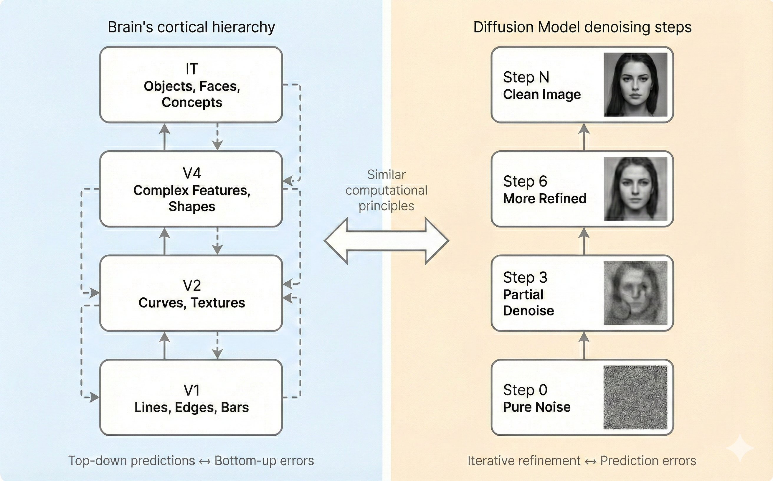 Diagram comparing cortical hierarchy (V1→V2→V4→IT) with diffusion model denoising steps